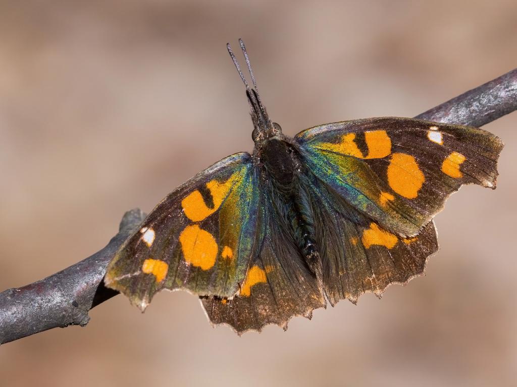 Nettle Tree Butterfly